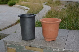 精品中號帶沿直筒盆 實用與美觀兼?zhèn)涞奶m花種植選擇